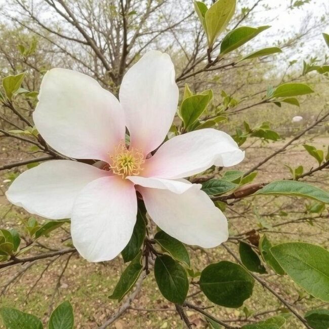 Czas na szczepienie magnolii