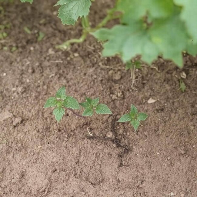 Doniczki dla winogron